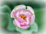 Mostly Out Of Focus Tulip_P1110671